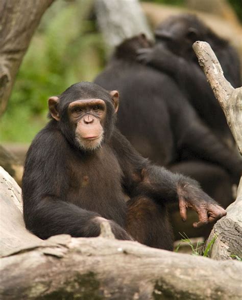 침팬지 지능