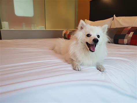 쿠알라룸푸르 강아지 동반 호텔
