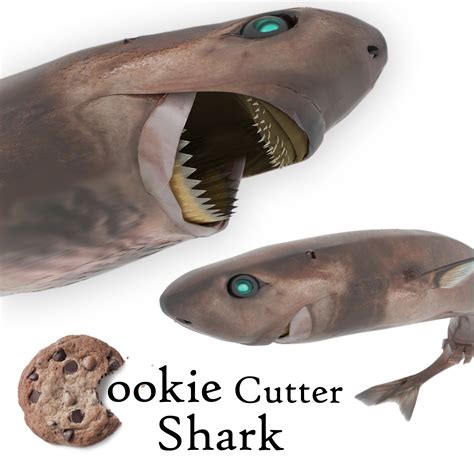 쿠키 커터 상어