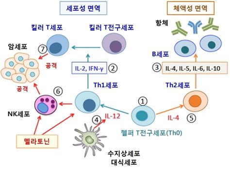 킬러 t 세포 - 세포독성 T 세포 나무위키
