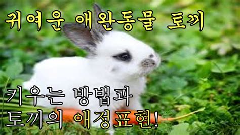 토끼키우는 방법 토끼의 특징에 대해서 쿠쿠 블로그