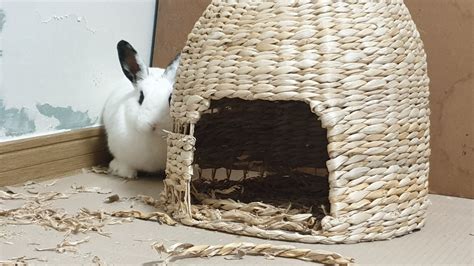 토끼 집