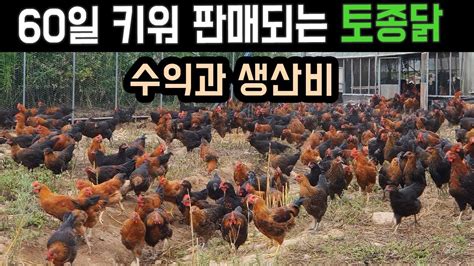 토종 닭 농장