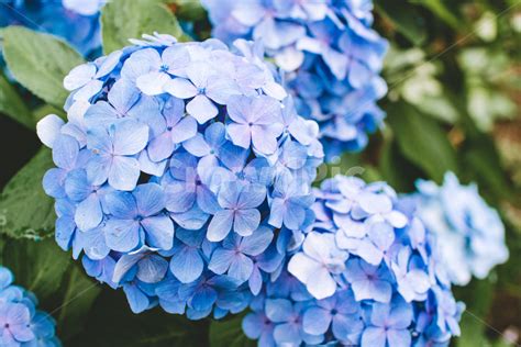 파란색 꽃