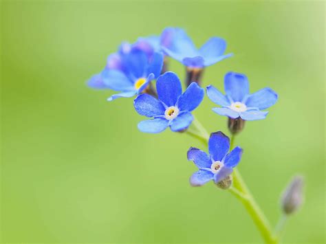 파란 꽃 종류