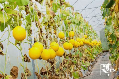 파일 위키백과 - korean melon growing