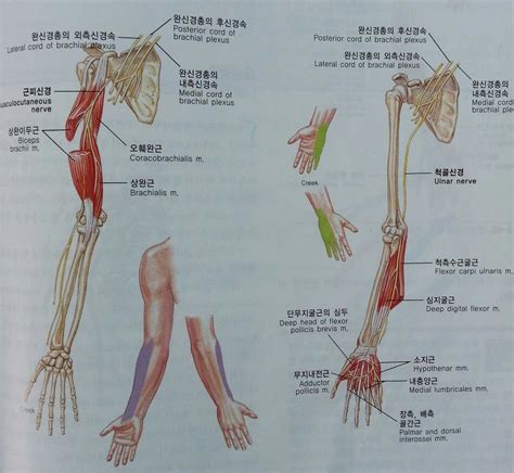 팔 신경 - 근육피부신경 나무위키