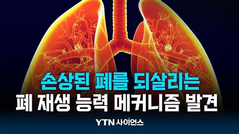 폐 재생