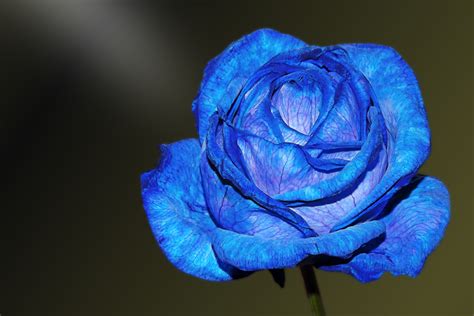 푸른 장미