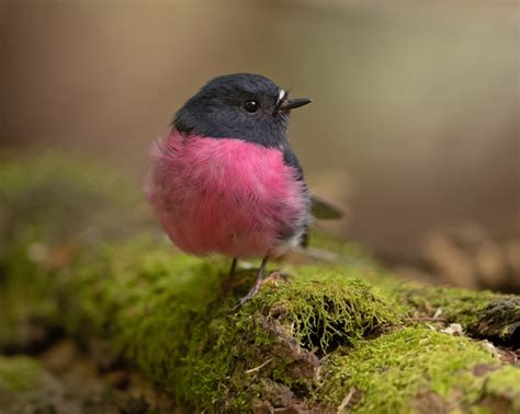 핑크색 새