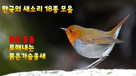 한국 의 새
