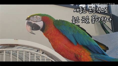 할리퀸마카우 Harlequin macaw 금강앵무 하이브리드