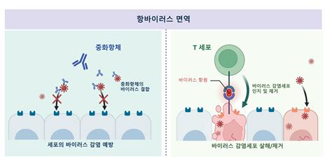 항원 반응 막는 T세포 탈진 , 어떻게 생기는지 알아냈다 연합뉴스