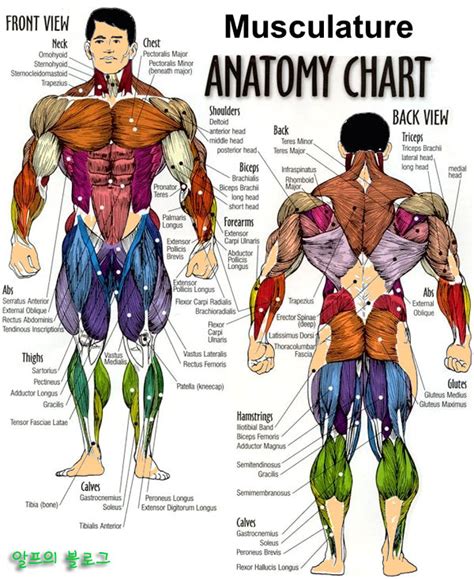 해부학 근육 정리 - 인체 모든 근육 해부학과 기능. 대박자료