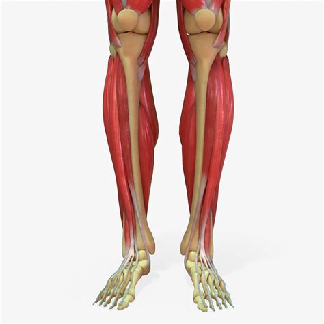 해부학 다리 근육들의 해부학 - 다리 근육 해부도 - Re1
