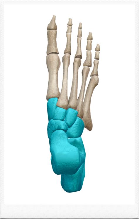해부학 의대생도 보는 골학 발목뼈 족근골ㆍtarsal bones