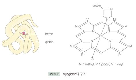 헤모글로빈 나무위키 - 철 분자량