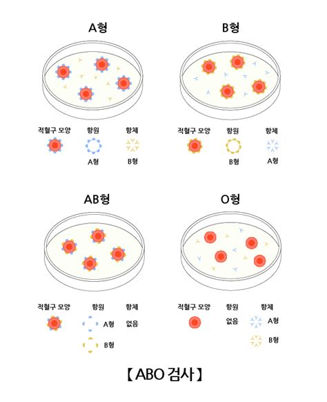 혈액형 검사 검사/시술/수술 정보 의료정보 서울아산병원 - 혈액형 종류