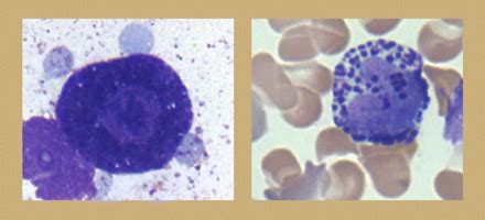호염기구 basophil , 비만세포 mast cell 기능, 역할, 모양