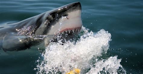 호주 상어 공격으로 남성 사망 작년에는 0명이던 사망자 올해