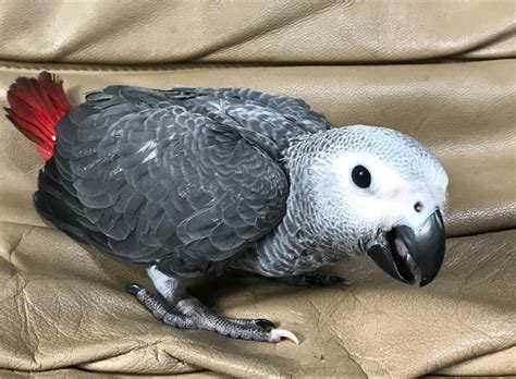 회색현자앵무새