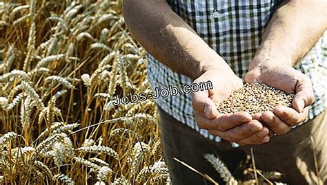﻿¿cómo tamizan el trigo los agricultores?