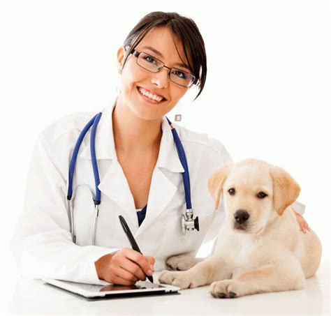 ﻿¿cuál es la perspectiva de carrera para un veterinario?