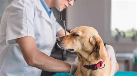 ﻿¿cuál es la perspectiva laboral futura para un veterinario?