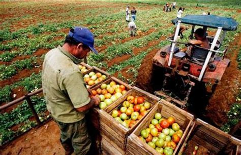 ﻿¿cuáles son algunas oportunidades profesionales en la producción de frutas?