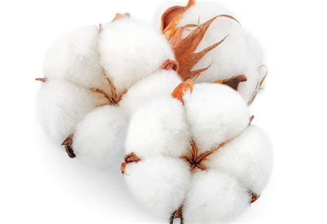 ﻿¿cuáles son los diferentes tipos de algodón?