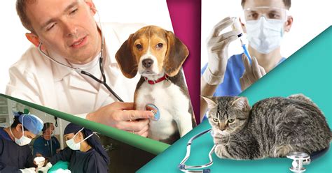 ﻿¿en qué campo profesional es un veterinario?