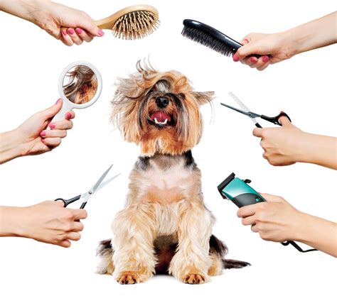 ﻿¿es la peluquería canina una buena carrera en el reino unido?