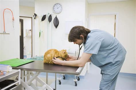 ﻿¿qué clases universitarias se necesitan para convertirse en veterinario?