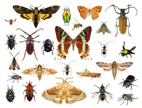 ﻿¿qué es un entomólogo?