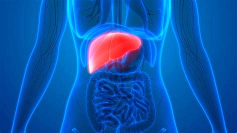 ﻿¿qué profesión de la salud analiza el hígado?
