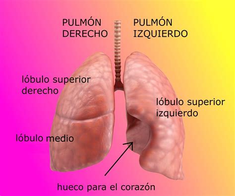 ﻿¿qué profesión tiene los pulmones más grandes?