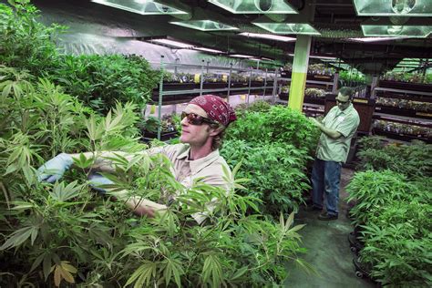 ﻿¿se puede negar el empleo en florida con cannabis medicinal?
