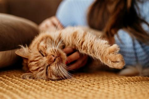 ﻿9 trabajos perfectos para los amantes de los gatos
