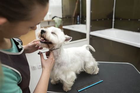 ﻿aprenda a obtener la certificación de peluquero canino