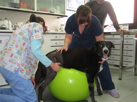 ﻿aprenda a ser un terapeuta de rehabilitación canina