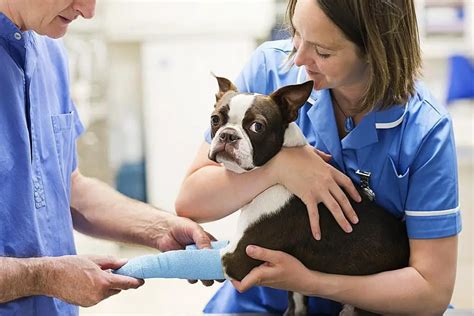 ﻿aprenda cómo ingresar a la escuela de veterinaria