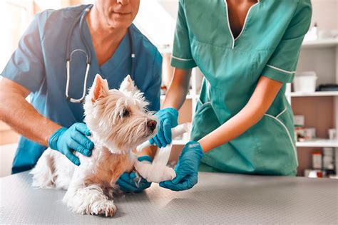 ﻿asistente veterinario vs. tecnología veterinaria