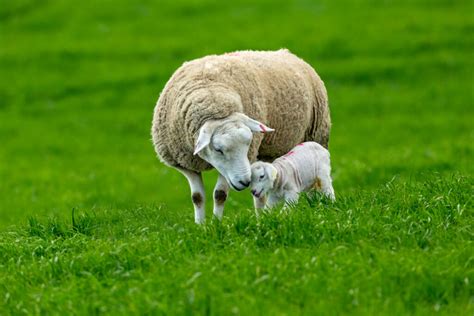 ﻿becas para la cría de ovejas