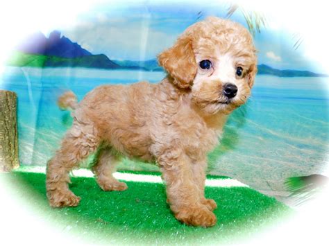 ﻿buy puppy poodles in chicago