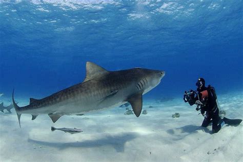 ﻿cómo convertirse en un biólogo de tiburones