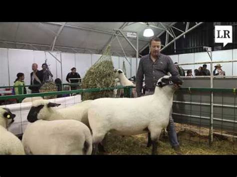 ﻿cómo convertirse en un criador de ovejas