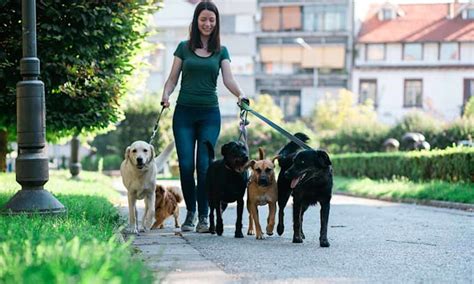 ﻿cómo convertirse en un paseador de perros y obtener una licencia, garantía y seguro