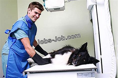 ﻿cómo convertirse en un radiólogo veterinario