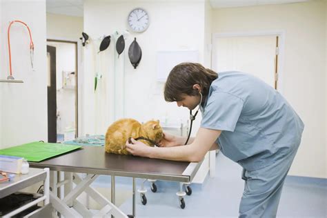 ﻿cómo convertirse en veterinario