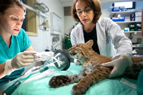 ﻿cómo convertirse en veterinario de animales exóticos
